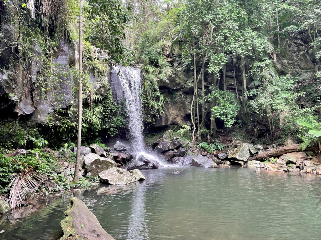 SEQ Adventures Mt Tamborine Short Lush Bushwalks All In a Day (7